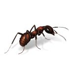 ant
