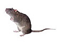 rat